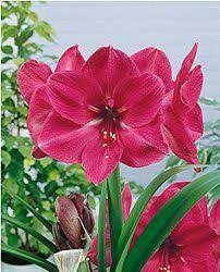 Pin On Amaryllis