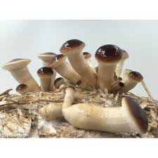 Check spelling or type a new query. Pioppino Mushroom Spore Print
