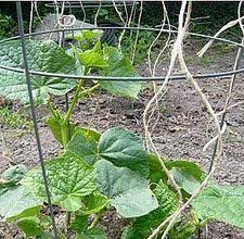 How To Grow Cucumbers With Tomato Cages Hunker Plants Tomato Cages Lawn And Garden