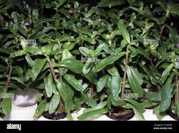 Image result for Nesaea crassicaulis