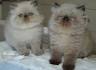 Himalayan Kittens for Sale - Felines4us