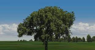 Elm Tree Pictures Images Photos Elm Tree Trees To Plant Tree