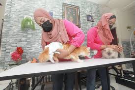 Rumah tetap wangi walaupun kucing banyak dalam rumah. Moh Kita Pakat Bantu Kucing Jalanan Terbiar Fikrah Pahang