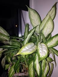 Dumb Cane Plant Dieffenbachia Sp This Appears To Be A Dumb Cane Plant One Of The World S Favorite Houseplants Container Plants Dumb Cane Plant Plant Leaves