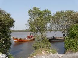 Image result for Sonneratia