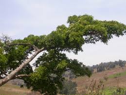 Image result for Albizia schimperiana