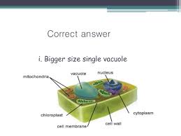 Maybe you would like to learn more about one of these? Cell Organelles Plant And Animal Cell