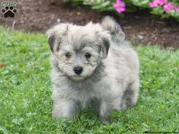 Gosh So Cute Simon The Havanese Puppy For Sale Havanese Puppies Cute Little Animals Havanese Dogs