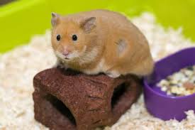 Aspen bedding is suitable for gerbils, hamsters, mice, guinea pigs, rabbits, rats, ferrets, birds and reptiles. Is Aspen Bedding Actually Safe For Hamsters Pocket Sized Pets