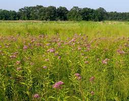 The major techniques of prairie maintenance and preservation are drought, fire, and grazing (by bison, deer and other grazing animals). Middlefork Savanna Middlefork Savanna Photo Galleries Lake County Forest Preserves