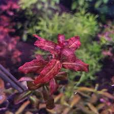 Image result for Ludwigia senegalensis
