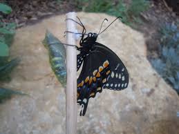 We did not find results for: Butterfly Faq Is Relocating A Monarch Chrysalis Ok Yes And Here S Tips On How To Handle Them With Care Texas Butterfly Ranch