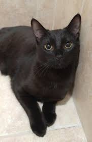 Find and adopt a pet on petfinder today. Cat For Adoption Frodo A Domestic Short Hair In Rochester Ny Petfinder