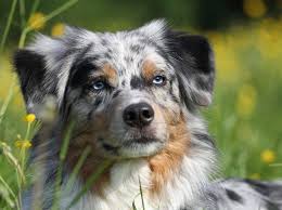 The australian shepherd club of america (asca) was established as the parent club for the breed in 1957. Australian Shepherd Gesundheit Und Ernahrung