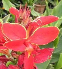 List Of Canna Cultivars Lily Seeds Colorful Garden Amazing Flowers
