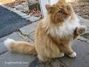 List of Cat Breeds | Petfinder