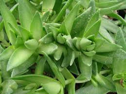 Image result for Crassula capitella