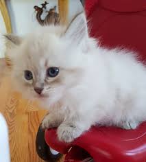 These hypoallergenic kittens are bred in georigia and can be shipped anywhere in the continental unites states. Siberian Cats For Sale Seattle Wa 176416 Petzlover