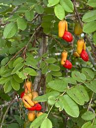 Image result for Rourea