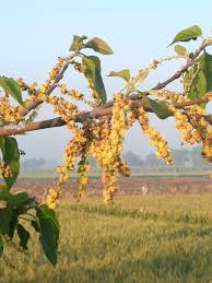 Image result for Terminalia mollis