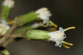 Image result for Mikaniopsis