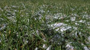 Holly grass bright fresh stock photo. Image of monochrome