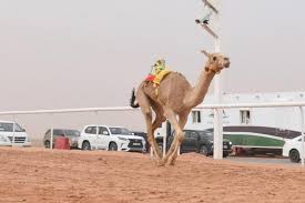 It has been in existence as far back as ancient times in the 7th century ce but recently took a new dimension with the introduction of technology. International Camel Racing Another Attraction In Sharm El Sheikh Aw