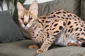 Ashera Cat: Pictures, Info, Characteristics & Facts | Hepper