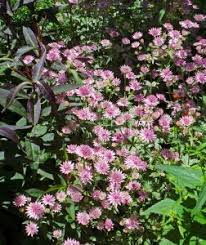 Image result for Astrantia major `Roma`