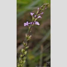Image result for Buchnera speciosa