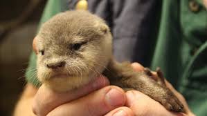 Mehr als 200 mal haben täter in diesem jahr. Flauschige Sechslinge Geboren Zwergotter Babys Im Zoo Osnabruck Zeigen Sich Besuchern