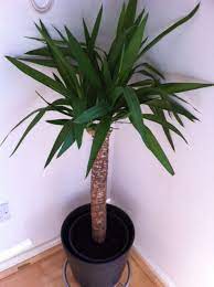 The yucca plant's tall, slender profile make it an easy choice for those with limited space. Yucca Elephantipes Spineless Yucca Stick Yucca Guide Our House Plants