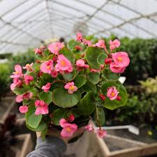 Image result for Begonia