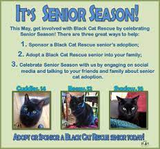 Kittens must have another kitten about their age in the household to learn social skills with and be a channel for all of their energy. Senior Season At Black Cat Rescue Black Cat Rescue