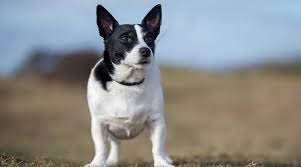 Boston terrier bouvier des flandres boxer. Boston Terrier Mixes 20 Different Cross Breeds We Love