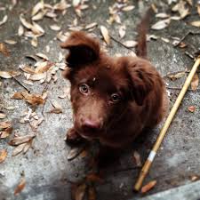 My Puppy Australian Shepherd And Chocolate Lab Mix Chocolate Lab Mix Shepherd Mix Puppies Australian Shepherd Mix