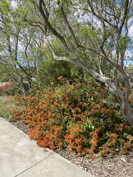 Image result for Justicia capensis