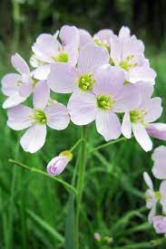 We did not find results for: Amazon In Buy Massachusetts State Flower Mayflower Journal Book Online At Low Prices In India Massachusetts State Flower Mayflower Journal Reviews Ratings