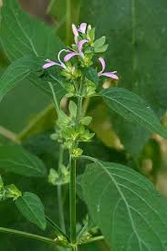 Image result for Dicliptera verticillata