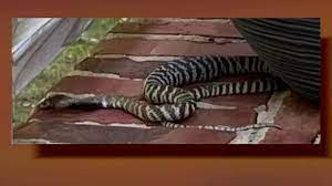The striped zebra cobra is spotted on a porch in raleigh, n.c. Vlbzvmhxlz1ybm