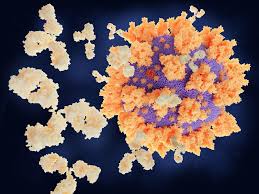 However, monoclonal antibody treatment for cancer may cause side effects, some of which, though rare, can be very serious. Covid Antibody Treatments Show Promise For Preventing Severe Disease