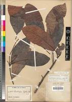 Image result for Buchholzia