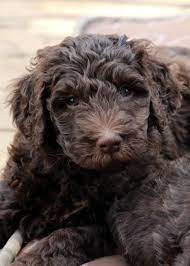 All puppies have been check out by our vet, given them their first shots and deworming. Canadian Chocolate Labradoodles Labradoodle Goldendoodle Labradoodle Puppies For Sale Labradoodle