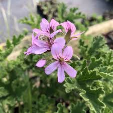 Image result for Pelargonium graveolens