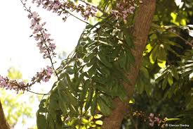 Image result for Millettia grandis