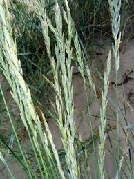 Image result for Trisetopsis elongata