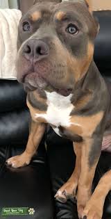 Tri color xl american bully breeders. Stud Dog Tri Color American Bully Breed Your Dog