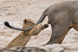 Click on any picture to see comments/credits. Need A Laugh Here Are The Funniest Wildlife Photos Of The Year Funny Earth Touch News