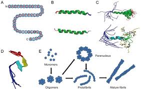 Protein primary structure 20 amino acid types a generic residue peptide bond sars protein from staphylococcus aureus 1mkynnhdkir dfiiieaymf rfkkkvkpev 31 dmtikefill tylfhqqentlpfkkivsdl 61 cykqsdlvqh. Amyloid Beta Structure Biology And Structure Based Therapeutic Development Acta Pharmacologica Sinica