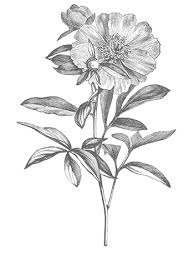 Just Another Wordpress Site Clip Art Vintage Flower Drawing Vintage Flower Tattoo